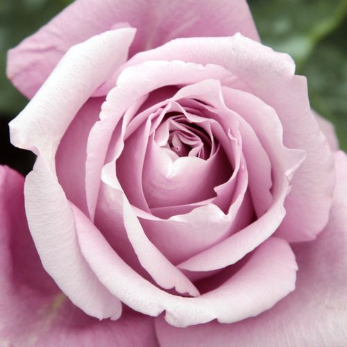 Rosa Charles de Gaulle® - trandafir cu parfum intens - Trandafir copac cu trunchi înalt - cu flori teahibrid - violet - Marie-Louise (Louisette) Meilland - coroană dreaptă - ,-